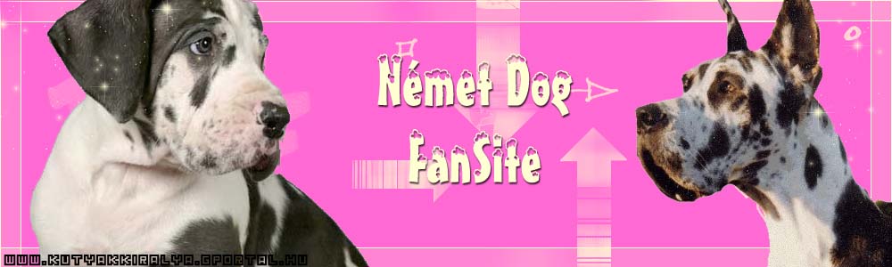 Nmet Dog